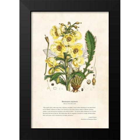 Himalayan Plants - Meconopsis nipalensis Black Modern Wood Framed Art Print by CAG