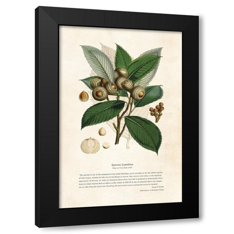Himalayan Plants - Quercus lamellosa Black Modern Wood Framed Art Print by CAG