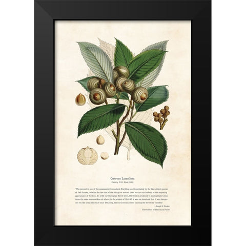 Himalayan Plants - Quercus lamellosa Black Modern Wood Framed Art Print by CAG