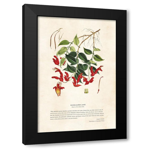 Himalayan Plants - Aeschynanthes peelii Black Modern Wood Framed Art Print with Double Matting by CAG