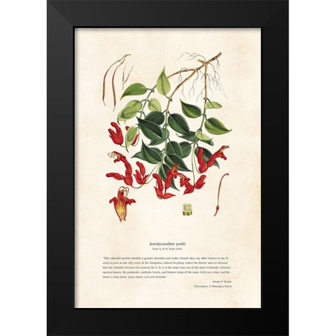 Himalayan Plants - Aeschynanthes peelii Black Modern Wood Framed Art Print by CAG