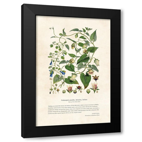 Himalayan Plants - Codonopsis gracilis, Javanica, Inflata Black Modern Wood Framed Art Print with Double Matting by CAG