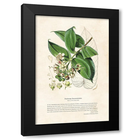 Himalayan Plants - Duabanga sonneratioides Black Modern Wood Framed Art Print by CAG