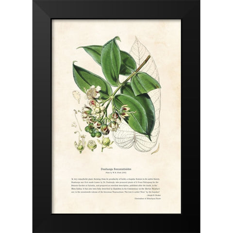 Himalayan Plants - Duabanga sonneratioides Black Modern Wood Framed Art Print by CAG