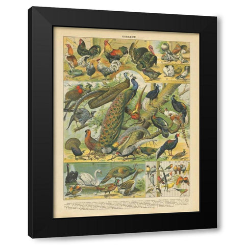 Oiseaux I Black Modern Wood Framed Art Print with Double Matting by Babbitt, Gwendolyn