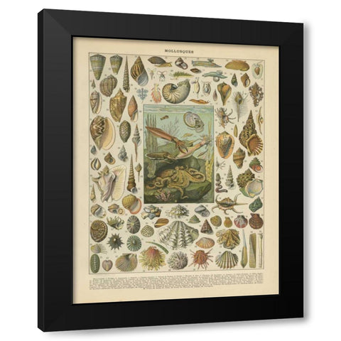 Mollusques Black Modern Wood Framed Art Print by Babbitt, Gwendolyn