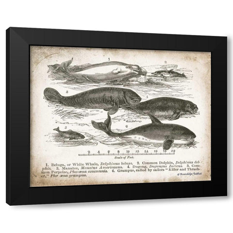 Antique Whales I Black Modern Wood Framed Art Print with Double Matting by Babbitt, Gwendolyn