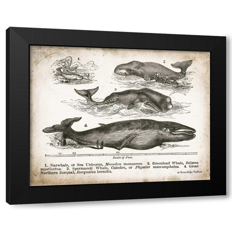 Antique Whales II Black Modern Wood Framed Art Print with Double Matting by Babbitt, Gwendolyn