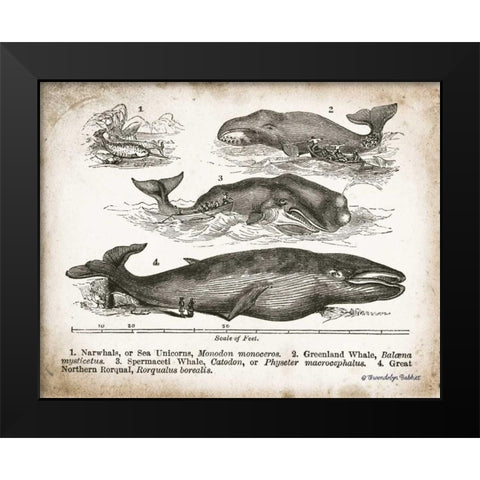 Antique Whales II Black Modern Wood Framed Art Print by Babbitt, Gwendolyn