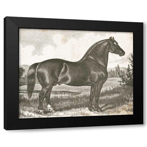 Horse Etching I Black Modern Wood Framed Art Print by Babbitt, Gwendolyn