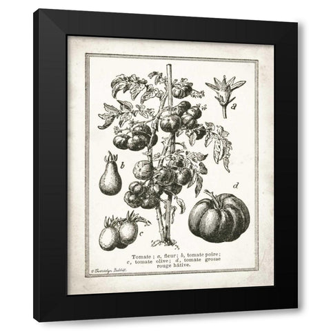 French Tomatoes Black Modern Wood Framed Art Print by Babbitt, Gwendolyn