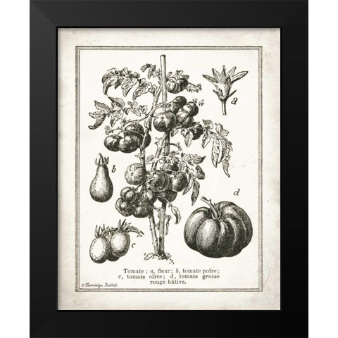 French Tomatoes Black Modern Wood Framed Art Print by Babbitt, Gwendolyn