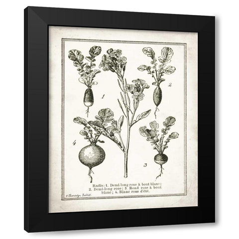 French Radishes Black Modern Wood Framed Art Print by Babbitt, Gwendolyn