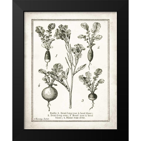 French Radishes Black Modern Wood Framed Art Print by Babbitt, Gwendolyn