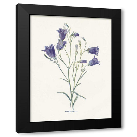 Hare-Bell Black Modern Wood Framed Art Print with Double Matting by Babbitt, Gwendolyn