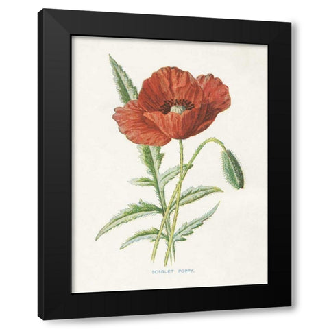 Scarlet Poppy Black Modern Wood Framed Art Print with Double Matting by Babbitt, Gwendolyn