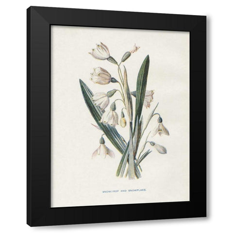 Snowdrop and Snowflake Black Modern Wood Framed Art Print with Double Matting by Babbitt, Gwendolyn