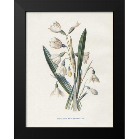 Snowdrop and Snowflake Black Modern Wood Framed Art Print by Babbitt, Gwendolyn