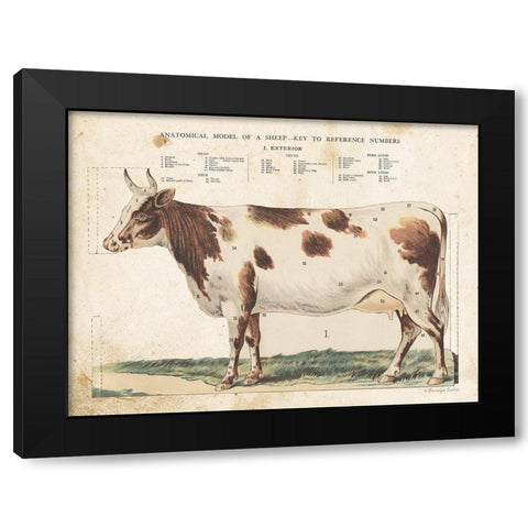 Anatomical Model Cow Black Modern Wood Framed Art Print with Double Matting by Babbitt, Gwendolyn