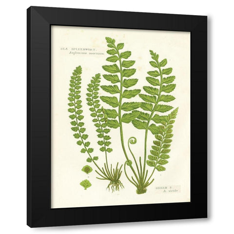 Fern II Black Modern Wood Framed Art Print by Babbitt, Gwendolyn