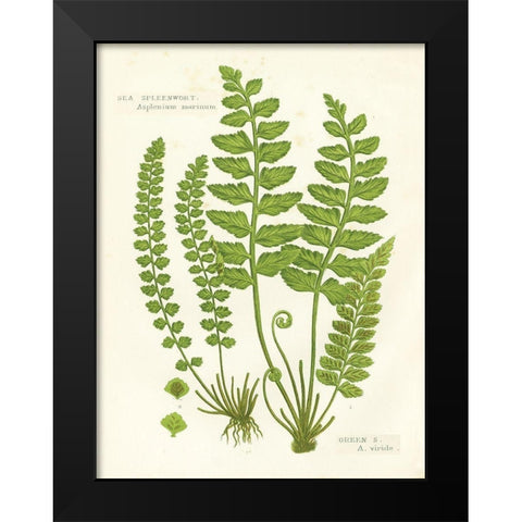 Fern II Black Modern Wood Framed Art Print by Babbitt, Gwendolyn