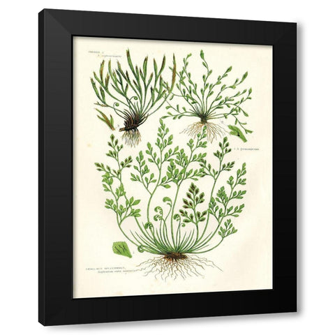 Fern III Black Modern Wood Framed Art Print with Double Matting by Babbitt, Gwendolyn