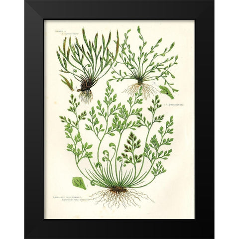 Fern III Black Modern Wood Framed Art Print by Babbitt, Gwendolyn