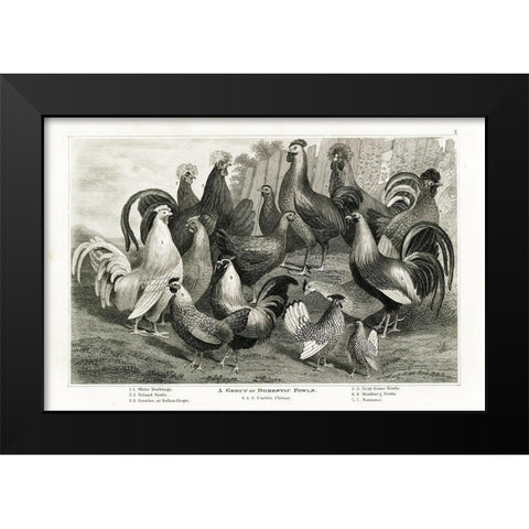 1800s Chicken Chart Black Modern Wood Framed Art Print by Babbitt, Gwendolyn