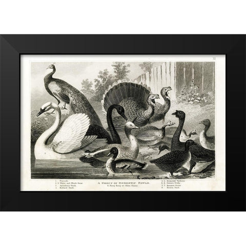1800s Poultry Chart Black Modern Wood Framed Art Print by Babbitt, Gwendolyn