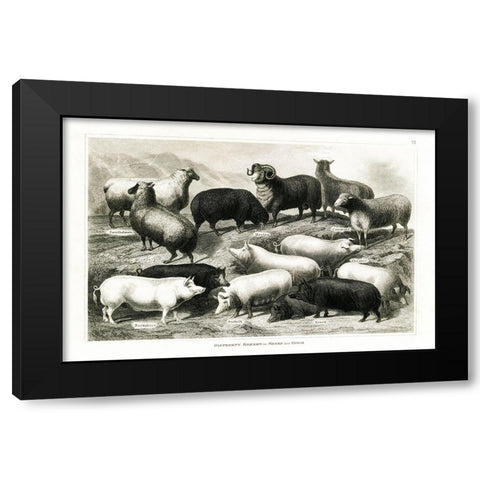 1800s Sheep and Pig Chart Black Modern Wood Framed Art Print with Double Matting by Babbitt, Gwendolyn