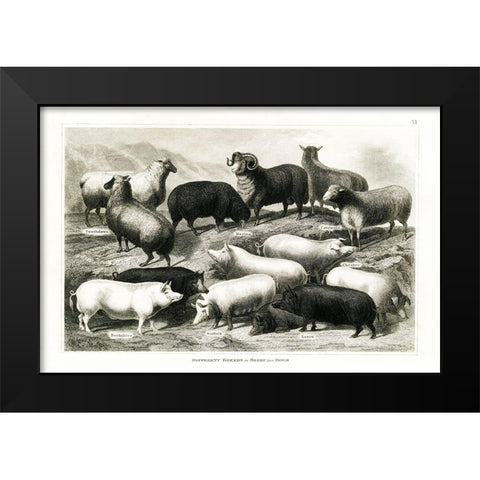 1800s Sheep and Pig Chart Black Modern Wood Framed Art Print by Babbitt, Gwendolyn