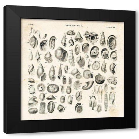Shell Chart II Black Modern Wood Framed Art Print with Double Matting by Babbitt, Gwendolyn