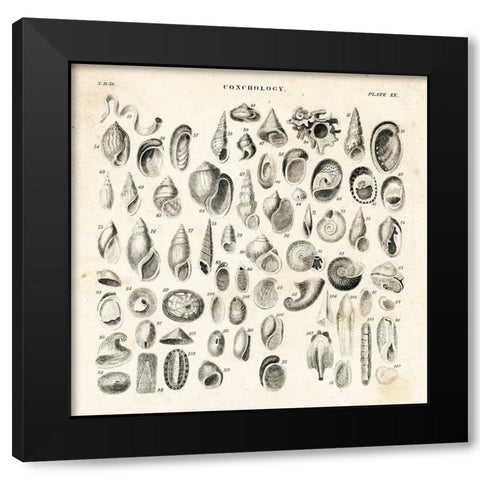 Shell Chart II Black Modern Wood Framed Art Print by Babbitt, Gwendolyn