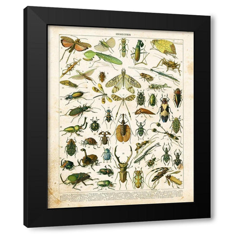 Bug Chart I Black Modern Wood Framed Art Print with Double Matting by Babbitt, Gwendolyn