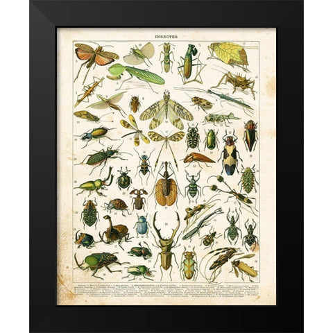 Bug Chart I Black Modern Wood Framed Art Print by Babbitt, Gwendolyn