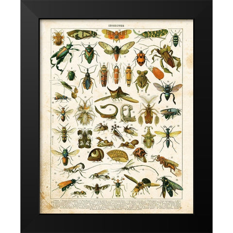 Bug Chart II Black Modern Wood Framed Art Print by Babbitt, Gwendolyn