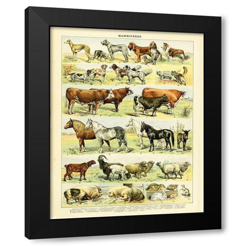 Animal Chart II Black Modern Wood Framed Art Print with Double Matting by Babbitt, Gwendolyn