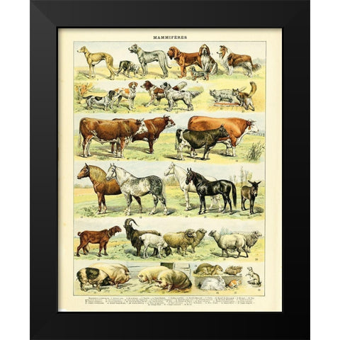 Animal Chart II Black Modern Wood Framed Art Print by Babbitt, Gwendolyn