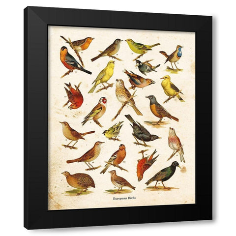 Bird Chart I Black Modern Wood Framed Art Print by Babbitt, Gwendolyn