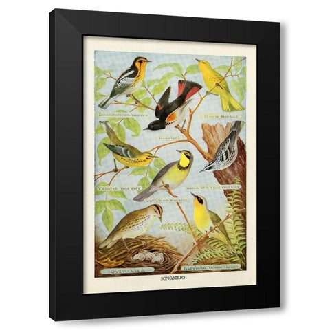 Bird Chart III Black Modern Wood Framed Art Print with Double Matting by Babbitt, Gwendolyn