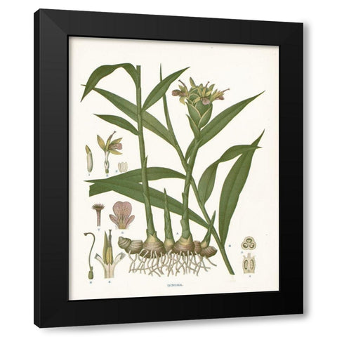 Ginger Botanical Black Modern Wood Framed Art Print with Double Matting by Babbitt, Gwendolyn