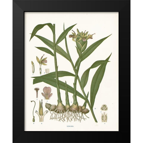 Ginger Botanical Black Modern Wood Framed Art Print by Babbitt, Gwendolyn