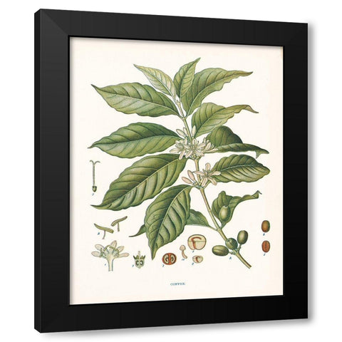 Coffee Botanical Black Modern Wood Framed Art Print with Double Matting by Babbitt, Gwendolyn