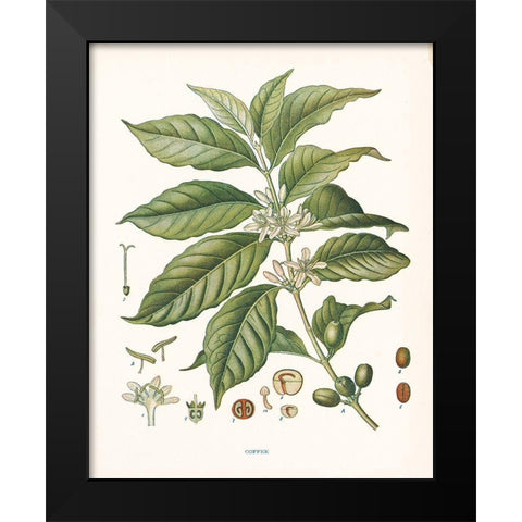 Coffee Botanical Black Modern Wood Framed Art Print by Babbitt, Gwendolyn