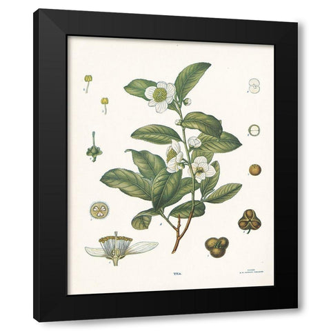 Tea Botanical Black Modern Wood Framed Art Print with Double Matting by Babbitt, Gwendolyn