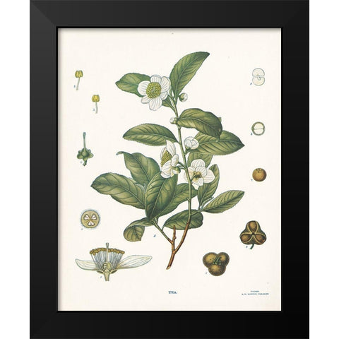 Tea Botanical Black Modern Wood Framed Art Print by Babbitt, Gwendolyn