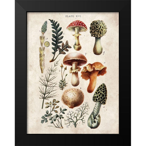 Mushroom Chart I Black Modern Wood Framed Art Print by Babbitt, Gwendolyn