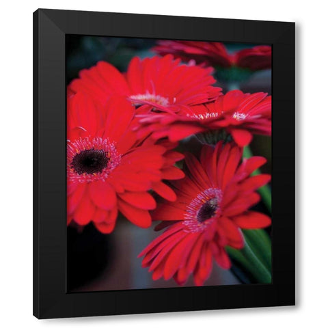 Red Gerbera Daisies I Black Modern Wood Framed Art Print by Berzel, Erin