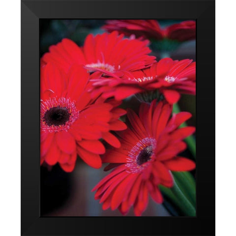Red Gerbera Daisies I Black Modern Wood Framed Art Print by Berzel, Erin