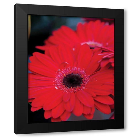 Red Gerbera Daisies II Black Modern Wood Framed Art Print with Double Matting by Berzel, Erin